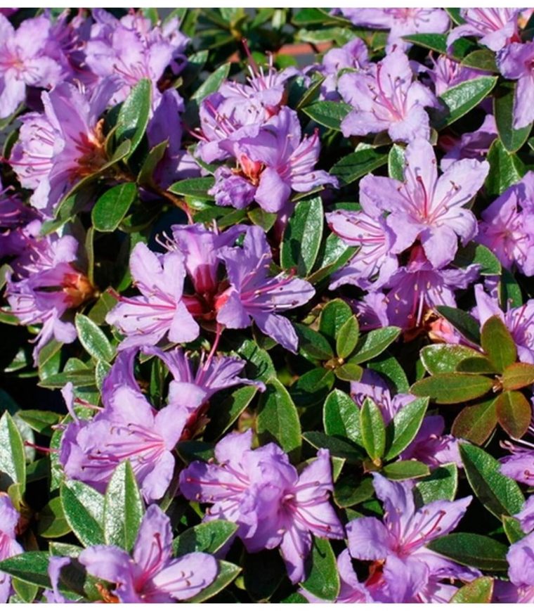 Rhododendron Nain 'Moerheim' Mauve Pot De 3 Litres concernant Magnolia Jardiland