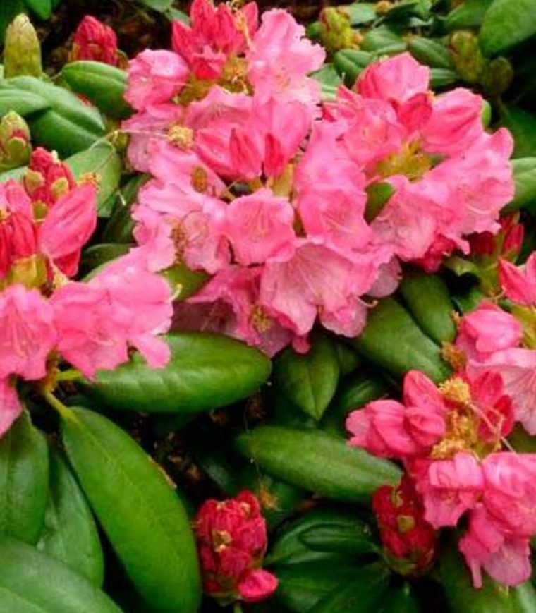 Rhododendron Nain 'Polaris' Rose Pot De 3 Litres Pas Cher … avec Magnolia Jardiland
