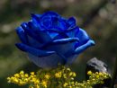 Rosas Azules Hd | Fondoswiki serapportantà Flores Azules De Jardin