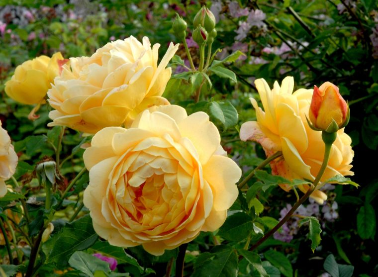 Rosier : Rosier Buisson À Fleurs Groupées Ou Floribunda … avec Rosier Buisson Jardiland