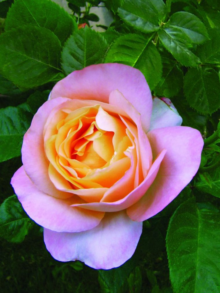 Rosier : Rosier Buisson À Fleurs Groupées Ou Floribunda … tout Rosier Buisson Jardiland