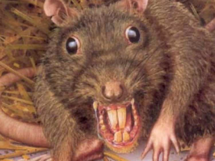 Salmonella » Enfermedad Transmitida Por Ratas – Ratas concernant Como Eliminar Ratas En El Jardin