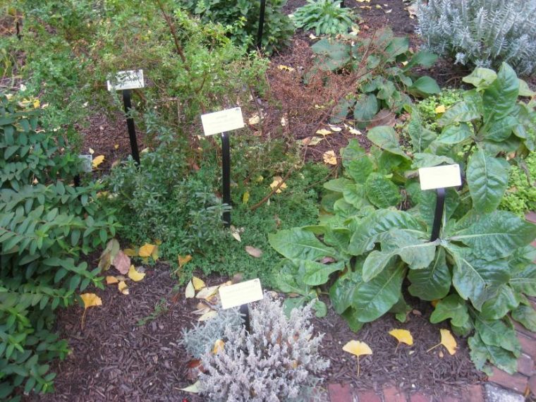 Selección De Plantas Medicinales Para Tu Jardín … intérieur Jardines Aromaticos