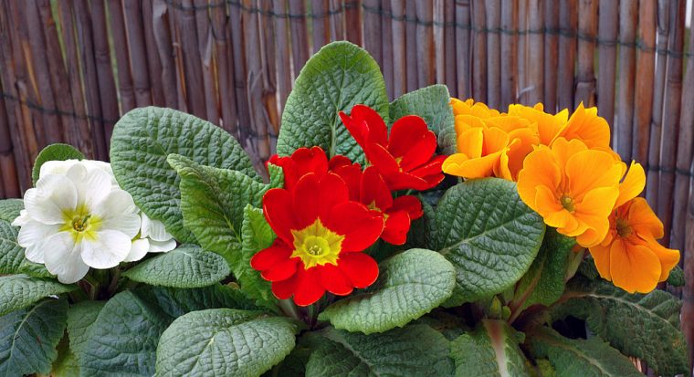 Semillas De Flores Para Sembrar En Verano | Blog Elangreen intérieur Plantas De Jardin Con Flores