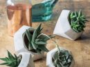 Succulentes | Succulentes, Pots En Béton, Plante Succulente encequiconcerne Miroir De Jardin Truffaut