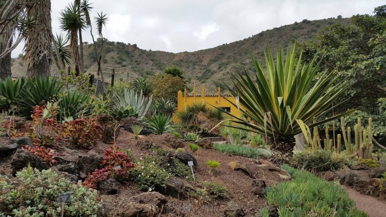 Täglich Geöffnet, Von 9.00 Bis 18.00 Uhr serapportantà Jardin Botanico Gran Canaria