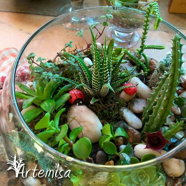 Terrario En Vidrio. Suculentas. Cactus, Crasas, Tunas … pour Jardin De Cactus Miniatura