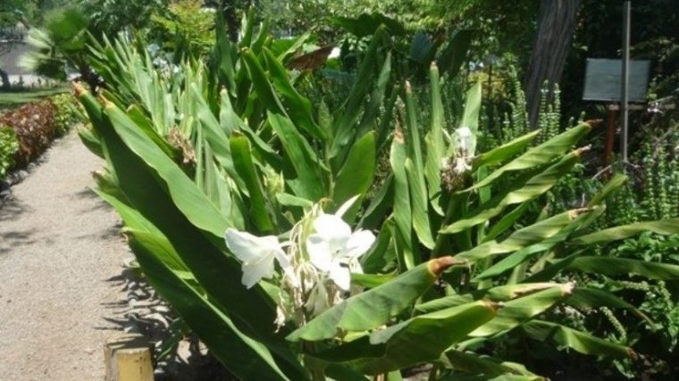 Trujillo: Disminuirán Tarifa Para Ingresar A Jardín … destiné Jardin Botanico Tarifas