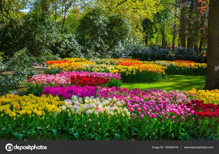 Tulipanes Coloridos En El Jardín Keukenhof, Holanda — Foto … destiné Jardines De Keukenhof