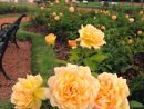 Un Año En Buenos Aires: El Jardín De Rosas / Rose Garden concernant Flores En El Jardin
