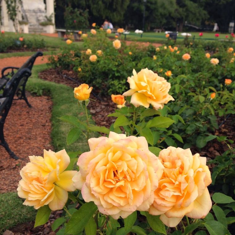 Un Año En Buenos Aires: El Jardín De Rosas / Rose Garden concernant Flores En El Jardin