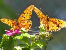 Un Jardín Con Mariposas En Medio De La Locura Del Este ... pour Jardin De Mariposas