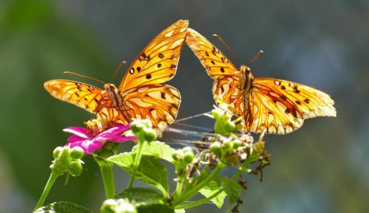 Un Jardín Con Mariposas En Medio De La Locura Del Este … pour Jardin De Mariposas