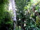Un Paseo Por El Jardín Botánico De Valencia - Guia De Jardin avec Jardin Botanico De Valencia