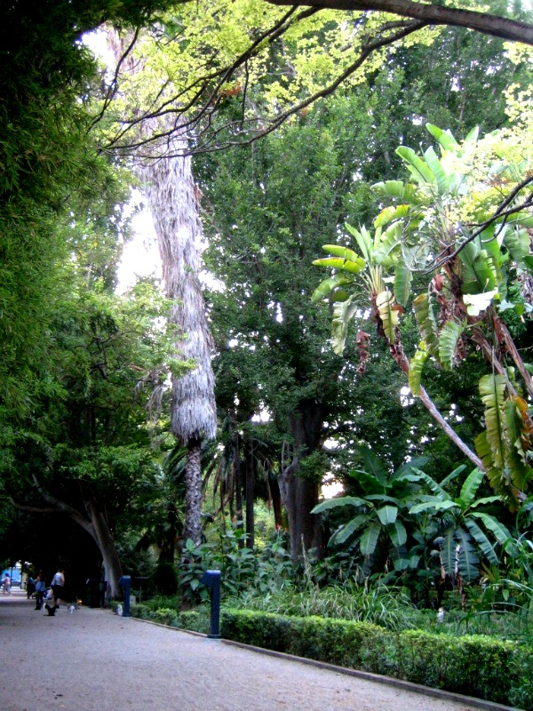 Un Paseo Por El Jardín Botánico De Valencia - Guia De Jardin avec Jardin Botanico De Valencia