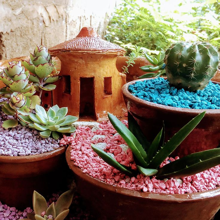 Venta Mini Jardin En Nicaragua | Jardines En Miniatura … destiné Venta Plantas Jardin