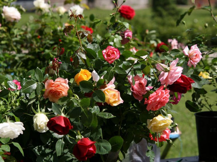 Via Existencial: Como Tener Rosas Todo El Año En Su Jardin … destiné Jardin Con Flores Todo El Año