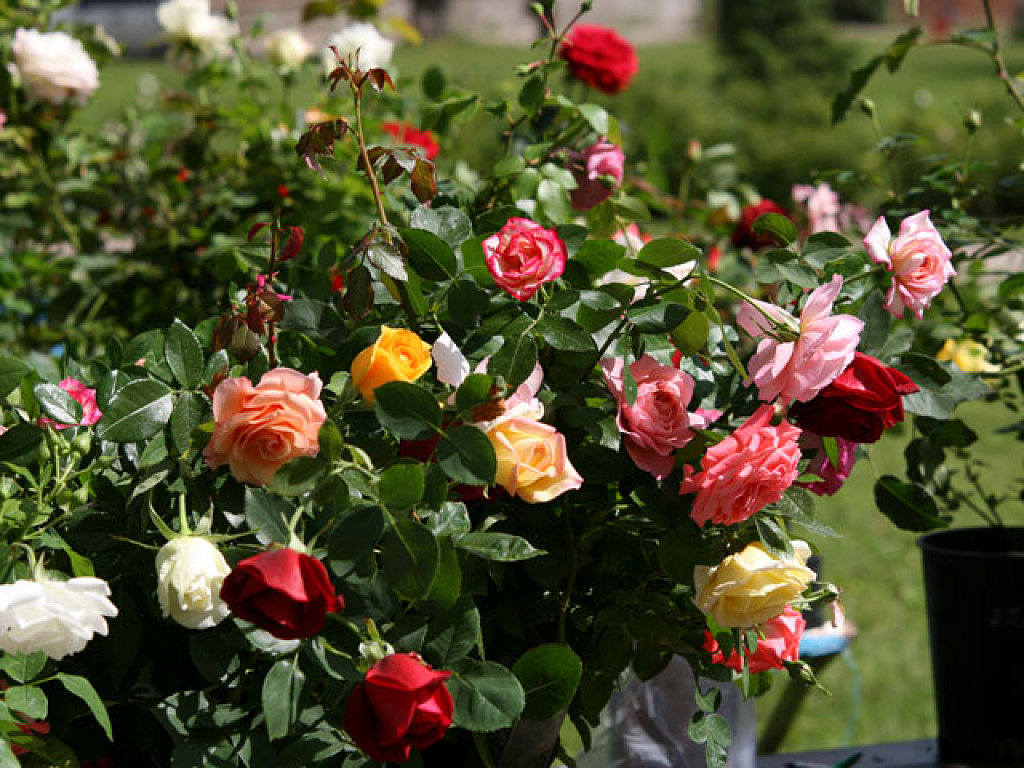 Via Existencial: Como Tener Rosas Todo El Año En Su Jardin ... destiné Jardin Con Flores Todo El Año