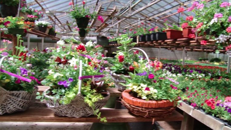 [Vidéo] Fleuriste – Rse – Clayrton'S, Champion De L … dedans Jardinerie Truffaut Bordeaux