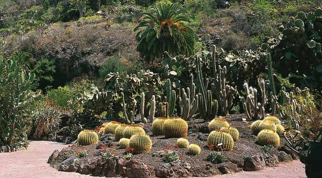 Viera Y Clavijo Canarian Botanical Garden: Gardens In … concernant Jardin Canario Tafira