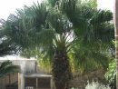 Washingtonia Filifera - Palmier À Jupon, De Californie à Palmier Croissance Rapide