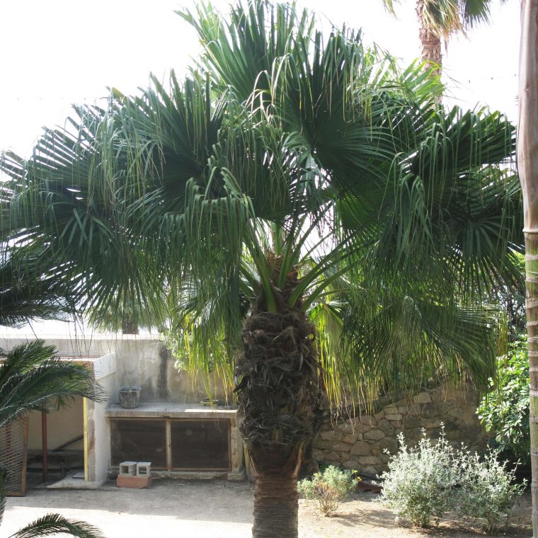 Washingtonia Filifera – Palmier À Jupon, De Californie à Palmier Croissance Rapide