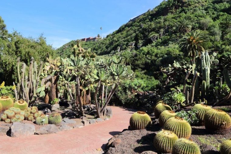 Wat Te Doen In Las Palmas? De 7 Leukste Tours En Daguitstapjes serapportantà Jardin Botanico Gran Canaria