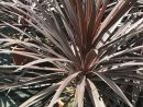 Cordyline 'Red Star' Free Uk Delivery! | Thepalmtreecompany encequiconcerne Cordyline Massif