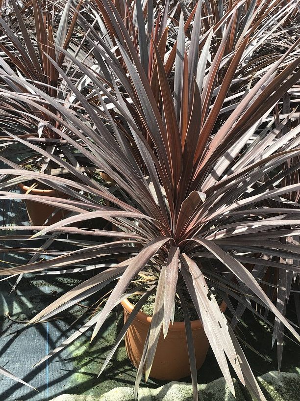 Cordyline 'Red Star' Free Uk Delivery! | Thepalmtreecompany encequiconcerne Cordyline Massif