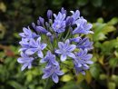Fleurs Bleues : 10 Variétés Pour Un Jardin Tout Bleu destiné Creer Massif Agapanthe