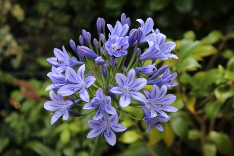 Fleurs Bleues : 10 Variétés Pour Un Jardin Tout Bleu destiné Creer Massif Agapanthe