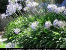 L'Ail D'Ornement : Une Floraison Spectaculaire avec Creer Massif Agapanthe