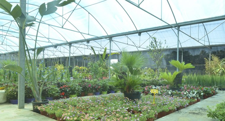 Viveros Martín Sl Jardinería Y Plantas Online Tienda … dedans Jardineria Y Plantas