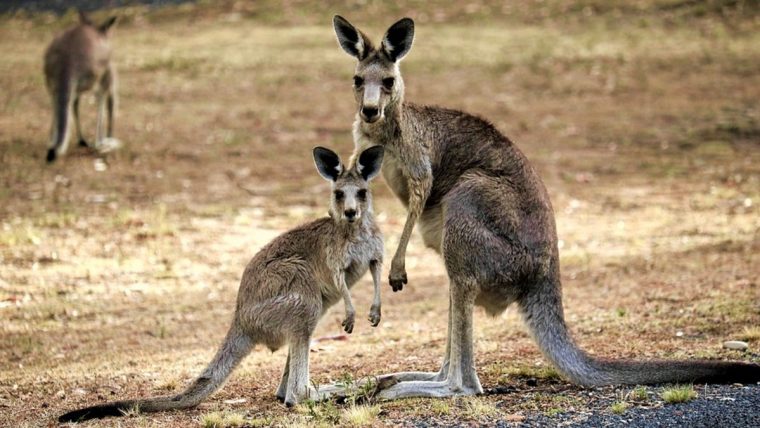 que mange un kangourou