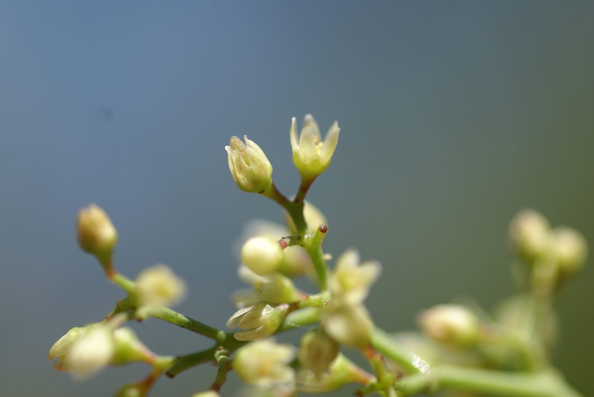 Peruvian Peppertree Media - Encyclopedia Of Life à Jardã­n Botã¡Nico La Concepciã³N