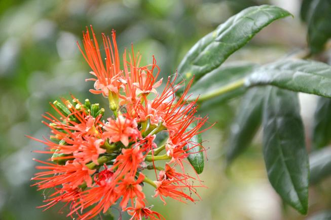 Reunion Island Semaine #1 Les Fleurs/Jardins Créoles ! | À Découvrir destiné Salon De Jardin Hesperide Auprès De La Reunion