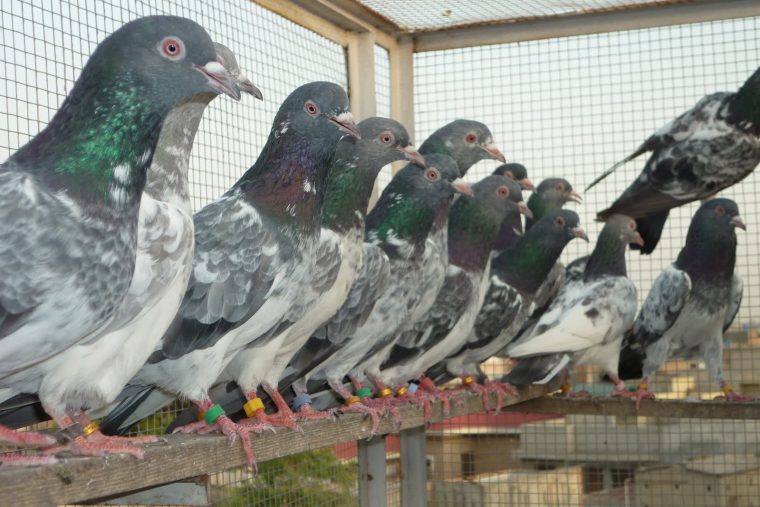 pigeon web résultat