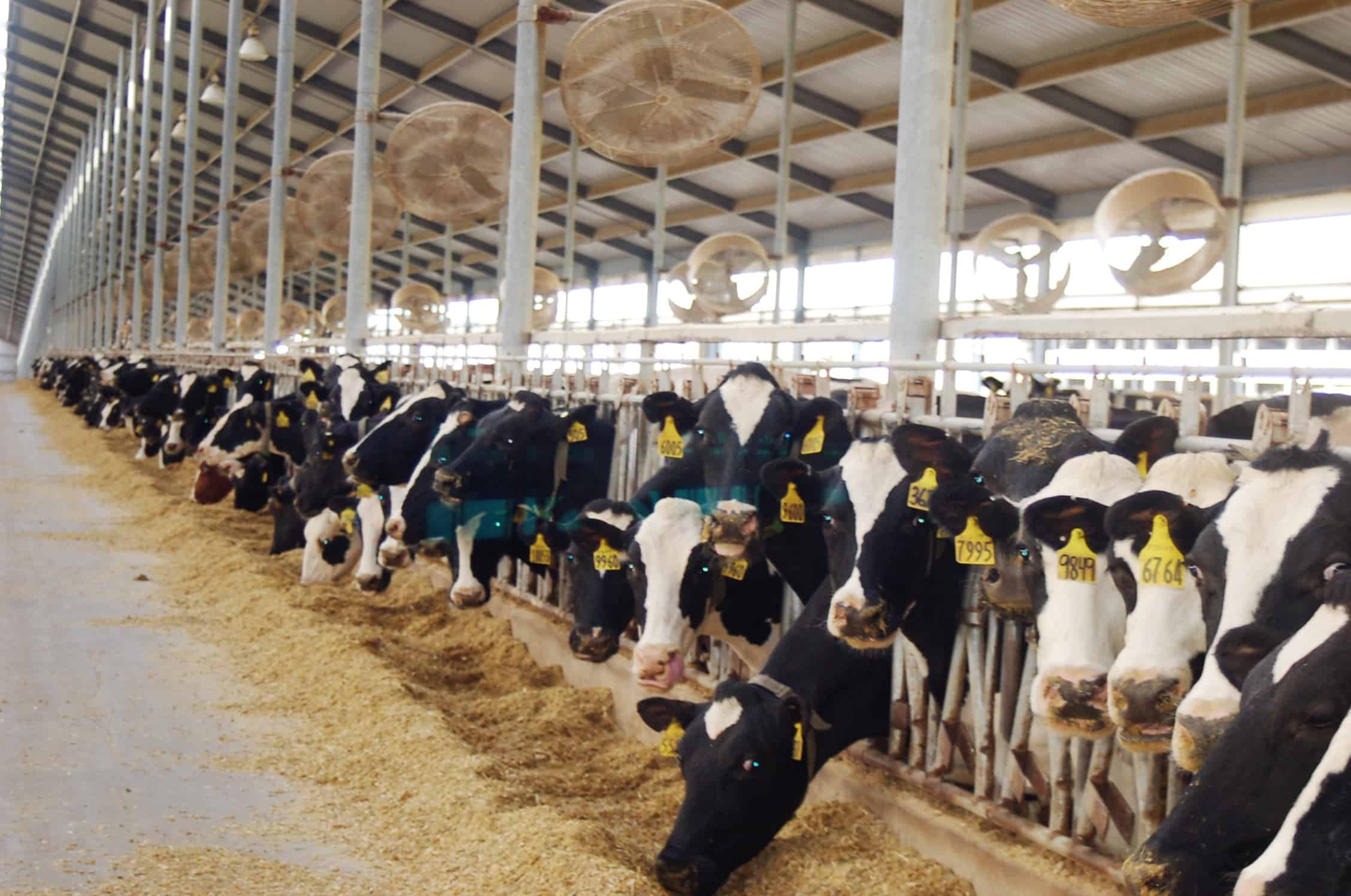 Visiting a Dairy Farm in Iowa - Surviving A Teacher's Salary