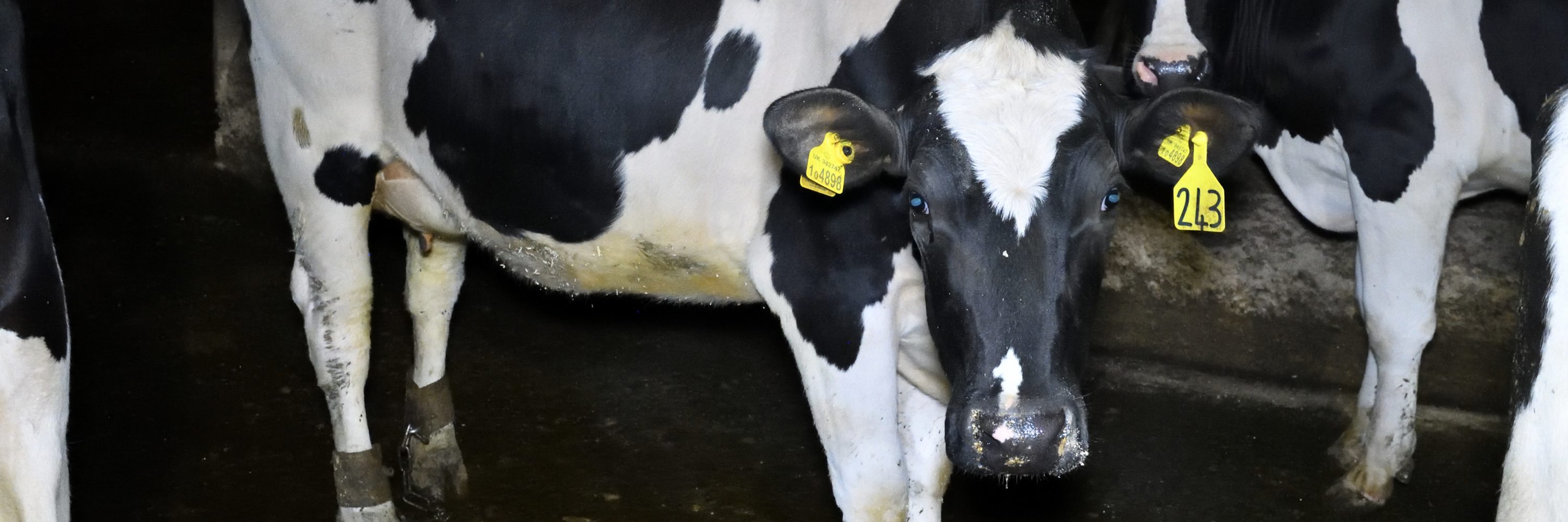 Ethical Dairy: Is There Such A Thing? | Animal Equality UK